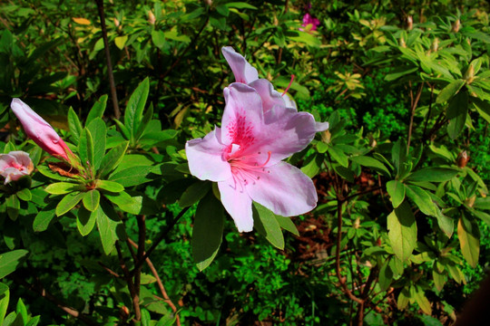 杜鹃花