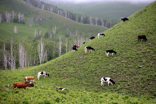呼伦贝尔：高山牧场牛群