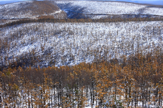 秋雪森林