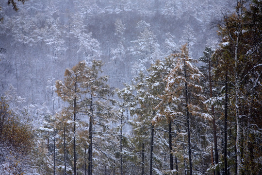 秋雪森林