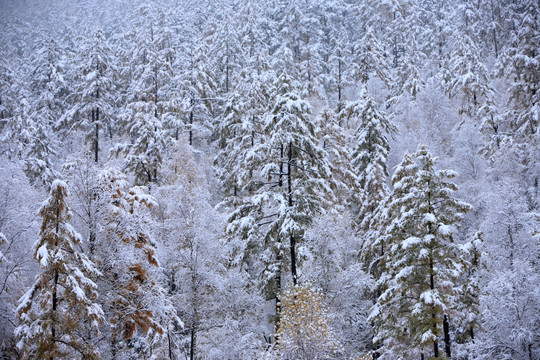 秋雪森林