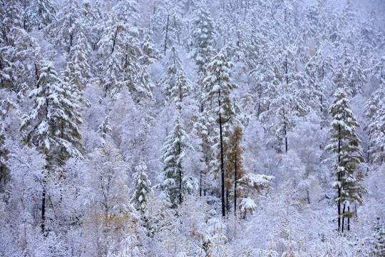 秋雪森林