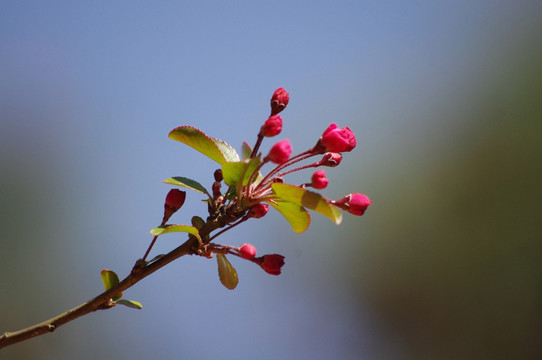 樱花