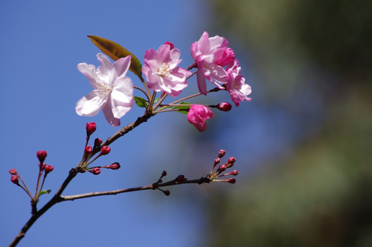 樱花