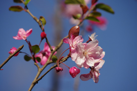 樱花