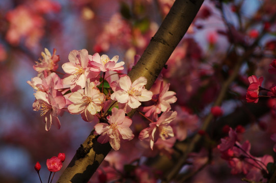 樱花