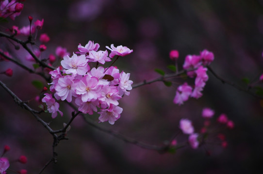 樱花争艳