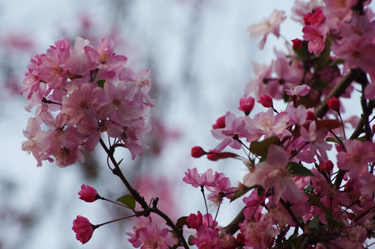 樱花