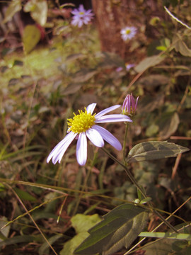 野菊花