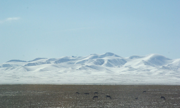 雪山藏野驴