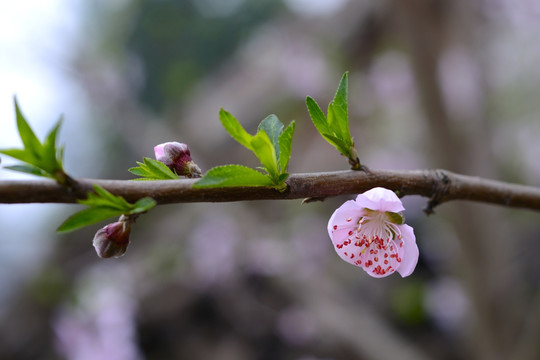 桃花