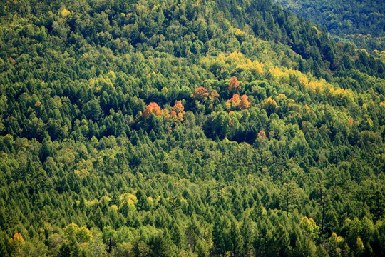 大兴安岭 原始森林秋季