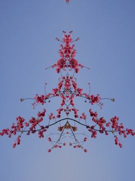樱花组成的圣诞树
