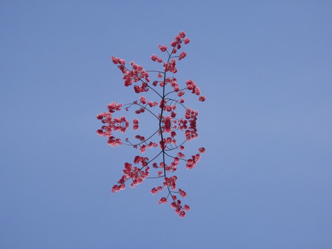 樱花组成的风筝
