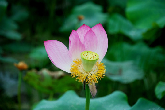 燕村红莲