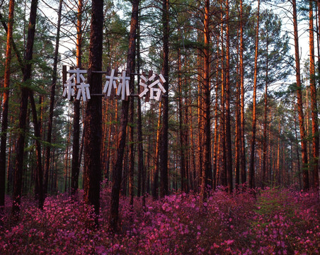 大兴安岭杜鹃森林