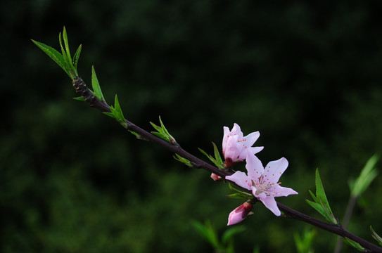 桃花