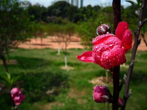 桃花