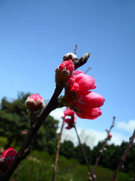 桃花