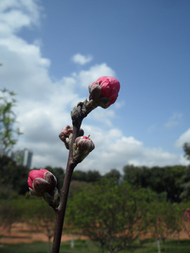 桃花