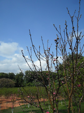 桃枝