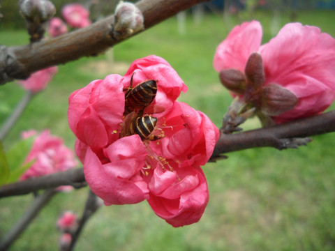 桃花 蜜蜂