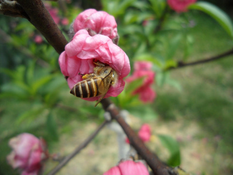 桃花 蜜蜂