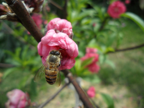 桃花 蜜蜂