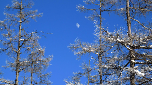 大兴安岭 雪林