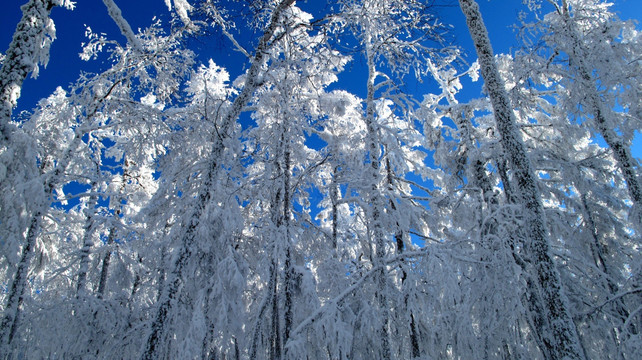 大兴安岭 雪林