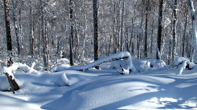 大兴安岭 雪林