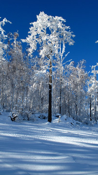 大兴安岭 雪松