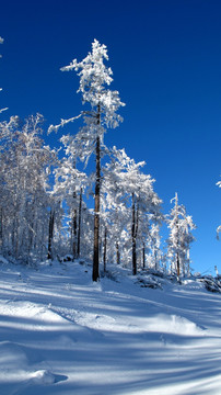 大兴安岭 雪松