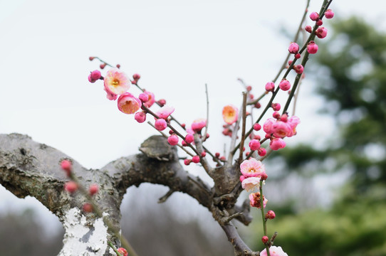 梅花