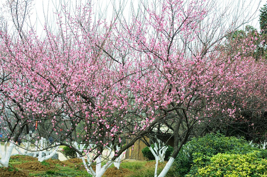 梅花