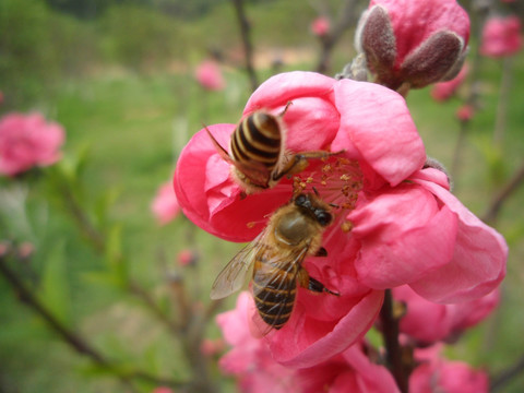 桃花 蜜蜂