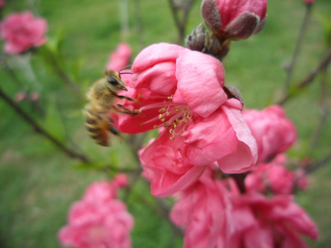 桃花 蜜蜂