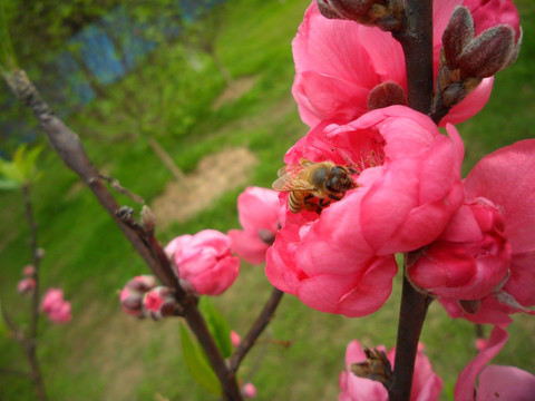 桃花 蜜蜂