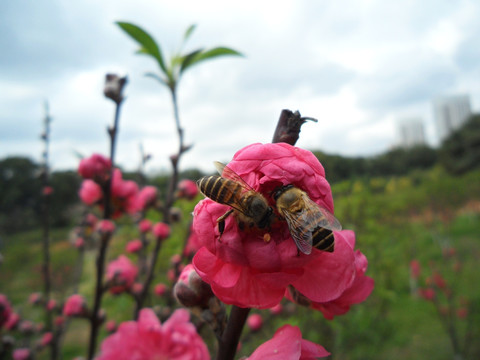 桃花