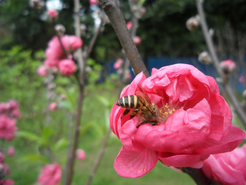 桃花 蜜蜂