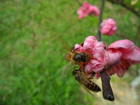 桃花