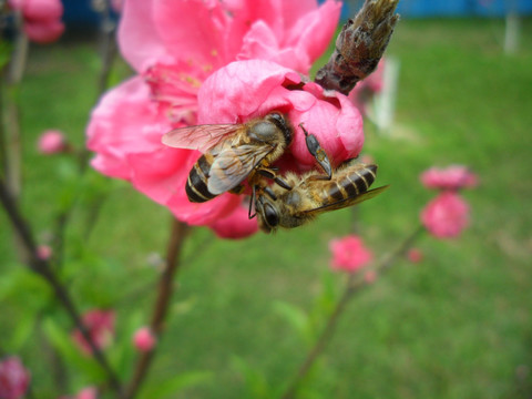 桃花 蜜蜂