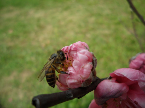 桃花 蜜蜂