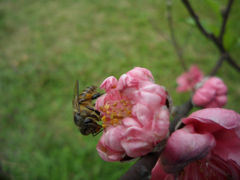 桃花 蜜蜂