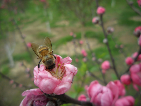 桃花 蜜蜂