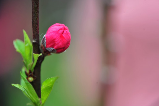 桃花花蕾