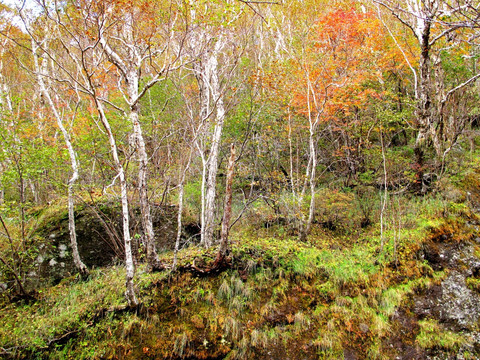 长白山岳桦林