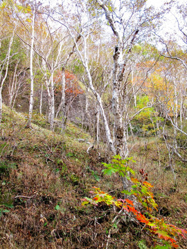 长白山岳桦林带秋色