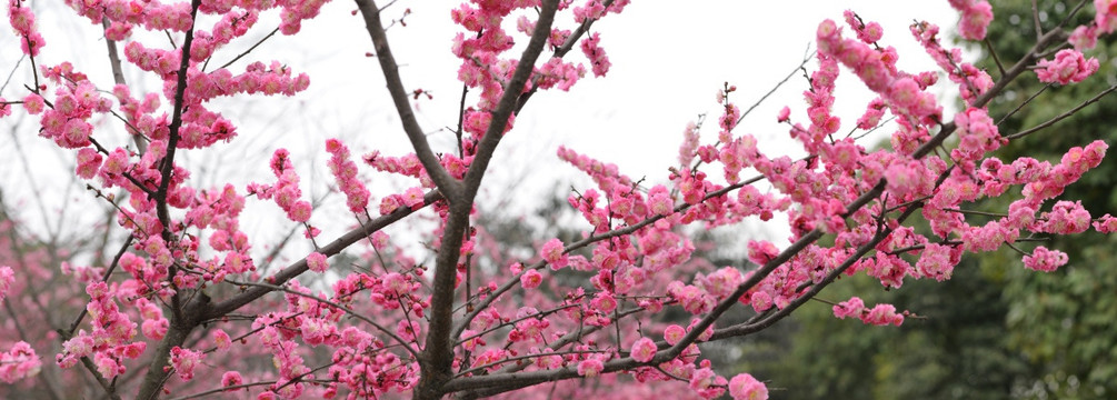 红梅花接片