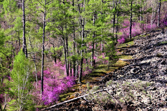 火山熔岩上的杜鹃花